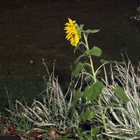 Chris Thompson - Embers in the wind