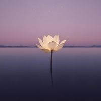 Tranquilo - Solitude Bloom