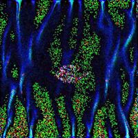 miso - carencia de seriedad