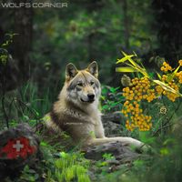 L.porsche - Wolfs Corner