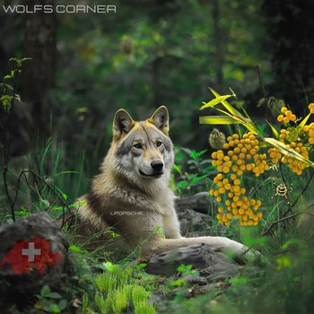 L.porsche - Wolfs Corner