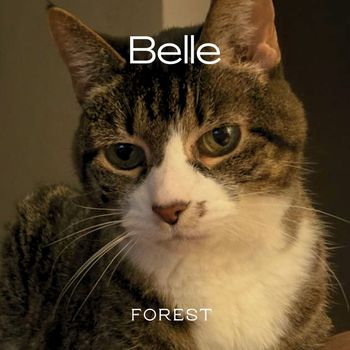 Forest - Belle