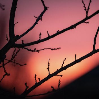 Kosh - sunset smile
