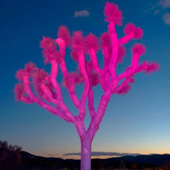 Cour T. - Pacific Surfline