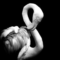Macrogenre - Monochrome Flamingo