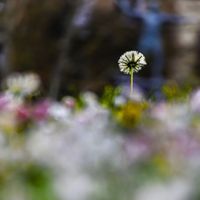 Weepers Circus - Ces bouquets de fleurs