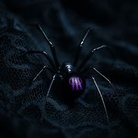 Poe the Passenger - BLACK WIDOW