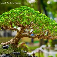 Mark Andrew Hansen - Bonsai Tree (Radio Edit)