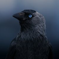 Macrogenre - Blue-Eyed Shadow (Explicit)