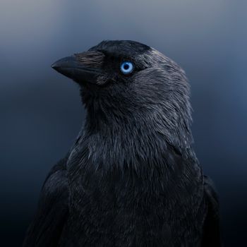 Macrogenre - Blue-Eyed Shadow (Explicit)