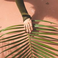 Macrogenre - Palm Leaf