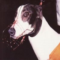 Kill Yourself - The Soft Touch of Man