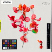Yre Den - Inlight