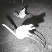 Siavash Amini - Moonless Garden