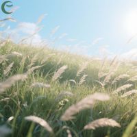Gentle Breezes - Peace on the Open Meadow