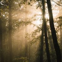 Sunlit Canopy - Wandering Calm