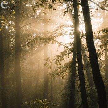 Sunlit Canopy - Wandering Calm