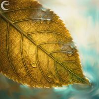 Riverleaf Piano Ensemble - Leaflight Harmony