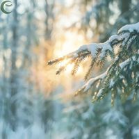 Evergreen Harmony Piano - Ease of the Sunlit Breeze