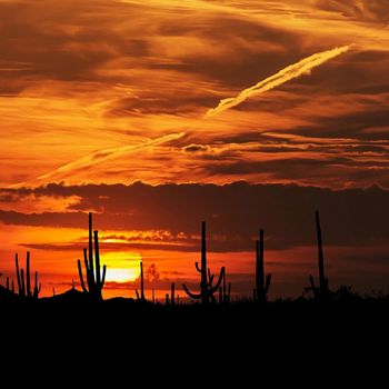 World Connection - Arizona Longing