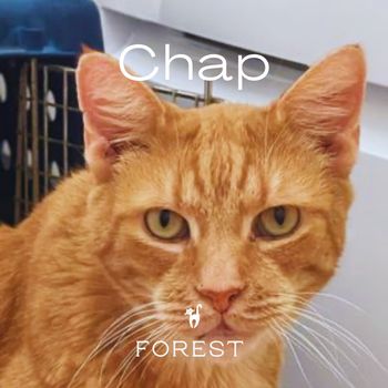 Forest - Chap