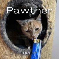Forest - Pawtner