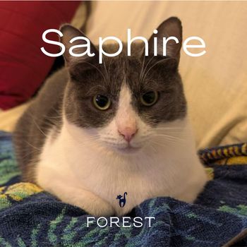 Forest - Sapphire
