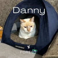 Forest - Danny