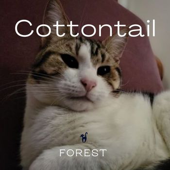 Forest - Cottontail