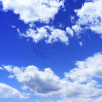 Icarus Project - Murmurations