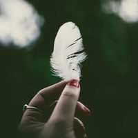 Macrogenre - Shadow of the Feather