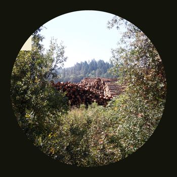 plasticity - Deciduous