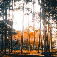 SAD - DAYS (Explicit)