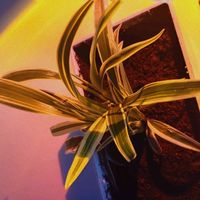 Maja - Utopiony Serduszko