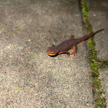 Bodhi - ((HIGH AF)) (Explicit)