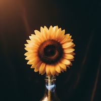 YOMO - Sunflower