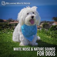 Relaxing White Noise - White Noise & Nature Sounds for Dogs