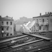 Gazi - mahvettin dünya