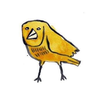 Serin - Canary