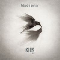 Tibet Ağırtan - Kuş