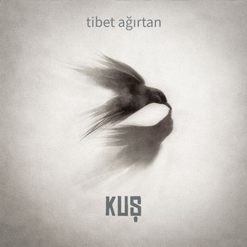 Tibet Ağırtan - Kuş