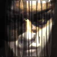 BLLTK - GATO NEGRO