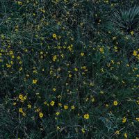 Madcat - DELUXE (Explicit)