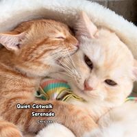 Chris Leo - Quiet Catwalk Serenade