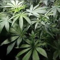 Reset - Não pode plantar (Remix)