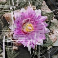 Sacred Spirit - Twisted