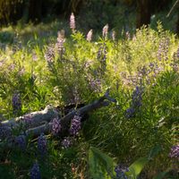 Tim Schaufert - Wildflowers at the Snowline