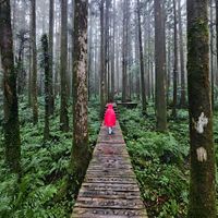 Nalepa - CLOUDFOREST