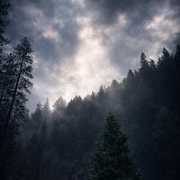 Tribe - Iridescent