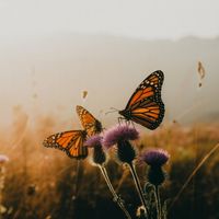 VIBRA - Give Me Butterflies